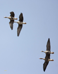 Greater Whited fronted Geese 1509